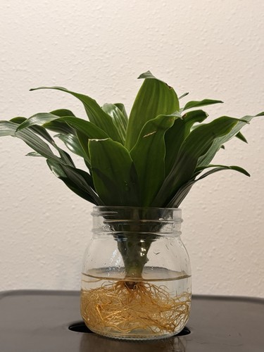 6in rooted dracaena janet - 6in,