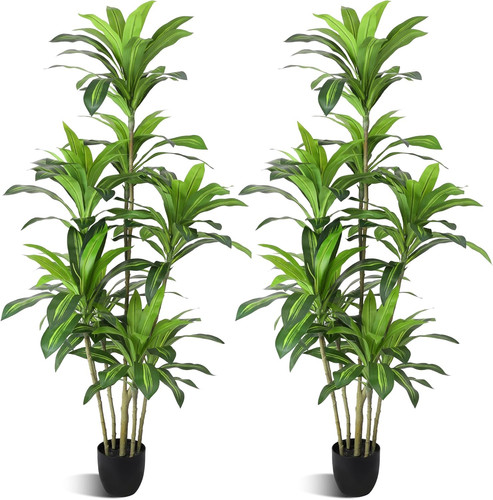 6ft dracaena fragrans - dracaena,