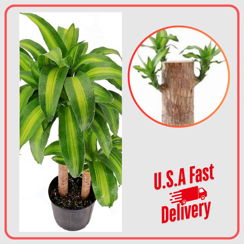 Lucky brazilian wood plant - lucky,